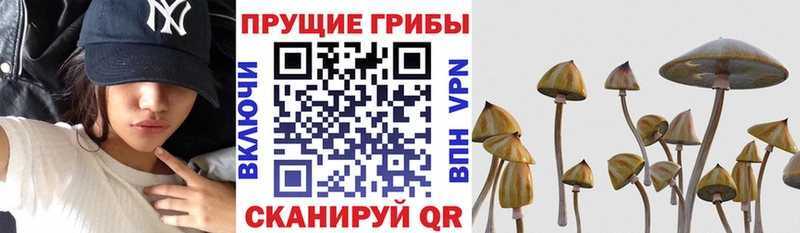 Псилоцибиновые грибы ЛСД Пикалёво